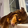dog, sleeping, windowsill, brown_fur, indoor, pet, relaxed, close_up, animal, cozy, napping, fur, window, resting, cute, domestic_animal, mammal, quiet, calm, companion