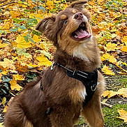 Akira participe au concours pour gagner de l'argent avec cette photo : dog, autumn, leaves, outdoor, happy, brown, white_paws, harness, nature, forest, playful, canine, park, fall, animal, sitting, tongue_out, excited, smiling, daylight