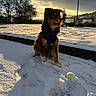 dog, snow, sunset, tennis_ball, outdoor, pet, winter, animal, canine, fur, leash, park, trees, sky, clouds, footprints, playful, nature, cold, landscape