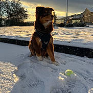 Akira participe au concours pour gagner de l'argent avec cette photo : animal, cloudy_sky, daylight, dog, footprints, fur, leash, nature, outdoor, park, pet, playful, quiet, residential_area, snow, street_lamp, sunset, tennis_ball, trees, winter