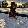 dog, snow, tennis_ball, sunset, outdoor, pet, fur, leash, playful, winter, cloudy_sky, street_lamp, footprints, residential_area, trees, animal, nature, daylight, park, quiet