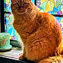 Lucy is registered to the contest to win money with this photo: cat, orange_cat, fluffy_fur, windowsill, stained_glass, colorful_window, indoor, pet, animal, feline, whiskers, tail, sitting, domestic_cat, cute, curious, relaxed, household, decor, cup