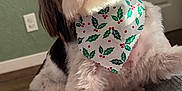 Finlee joined the competition — help win amazing prizes! dog, pet, indoor, bandana, holly_pattern, curious, fluffy, cute, head_tilt, fur, animal, companion, close_up, domestic, friendly, looking_at_camera, holiday_theme, cozy, soft_lighting, brown_floor