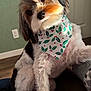 dog, pet, indoor, bandana, holly_pattern, curious, fluffy, cute, head_tilt, fur, animal, companion, close_up, domestic, friendly, looking_at_camera, holiday_theme, cozy, soft_lighting, brown_floor