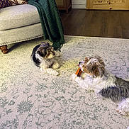 Finlee joined the competition — help win amazing prizes! animal, blanket, brown_dog, carpet, companion, cozy, dog, door, fur, furniture, home, indoor, living_room, pet, playful, relaxing, small_dog, toy, white_dog, wood_floor