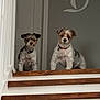 Finlee joined the competition — help win amazing prizes! alert, animal, brown, collar, curious, cute, dog, domestic_animal, fur, home, indoor, pet, portrait, railing, small_dog, stairs, two_dogs, wall, white, wooden_stairs