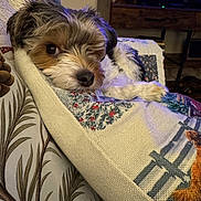 Finlee joined the competition — help win amazing prizes! dog, winking, cushion, patterned, indoor, cozy, couch, floral, pet, resting, furry, small_dog, looking_at_camera, living_room, television, wooden_furniture, blanket, cute, relaxed, home