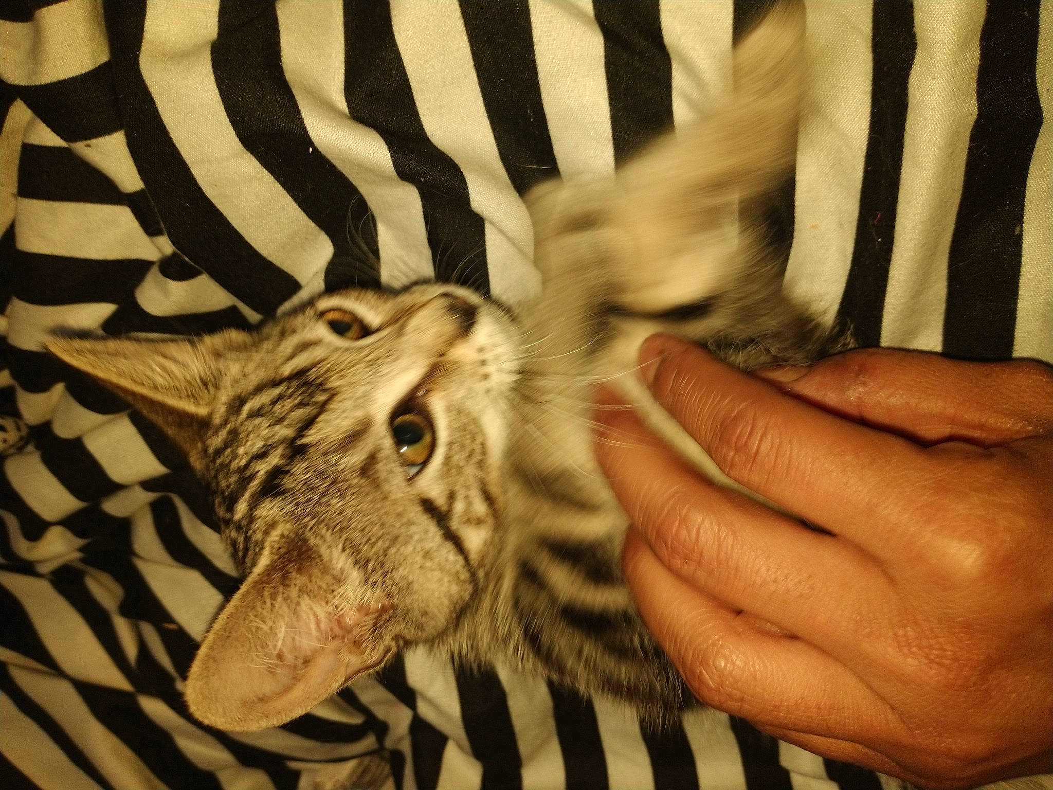 Athena is registered to the contest to win money with this photo: carnivore, cat, close_up, domestic_short_haired_cat, ear, eye, fang, fawn, felidae, finger, fur, gesture, hand, jaw, nail, small_to_medium_sized_cats, snout, thumb, whiskers, white