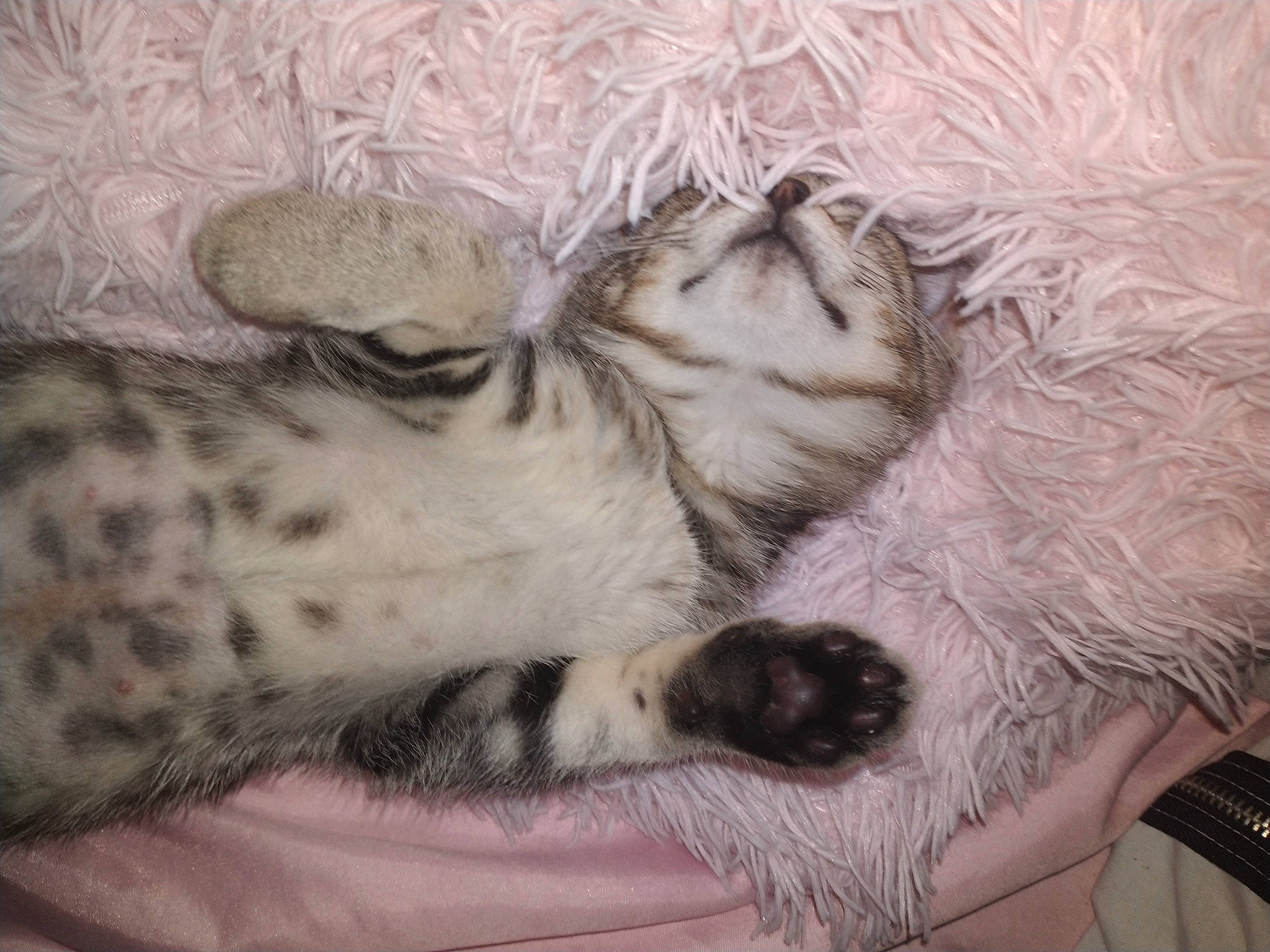 Athena is registered to the contest to win money with this photo: bed, carnivore, cat, cat_bed, claw, comfort, domestic_short_haired_cat, fawn, felidae, fur, grey, linens, nap, paw, small_to_medium_sized_cats, snout, tail, terrestrial_animal, whiskers, wildlife