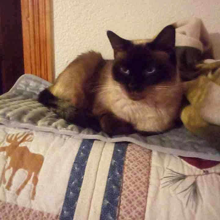 Mittens
