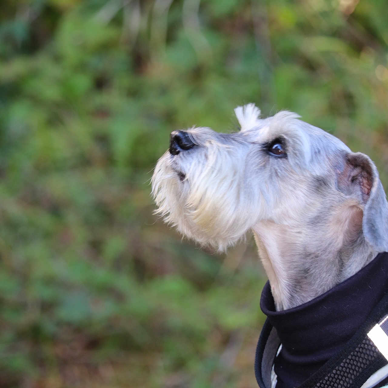 Sir Bear The Grump is registered to the contest to win money with this photo: animal, beard, bokeh, clothing, dog, forest, greenery, harness, looking_up, nature, outdoors, pet, portrait, profile, schnauzer, short_hair, soft_focus, whiskers, white_dog, woodland