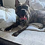 Lola joined the competition — help win amazing prizes! dog, brindle, pet, bed, indoor, tongue_out, ears_up, happy, animal, mammal, resting, white_sheets, window, sleeping_area, paw, canine, cute, smiling, domestic_animal, furniture