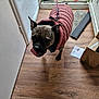 dog, pet, indoor, floor, puffy_jacket, leash, open_door, people, grass, footwear, box, paper, mat, playful, tongue_out, brown_floor, curved_ears, animal, walking, casual