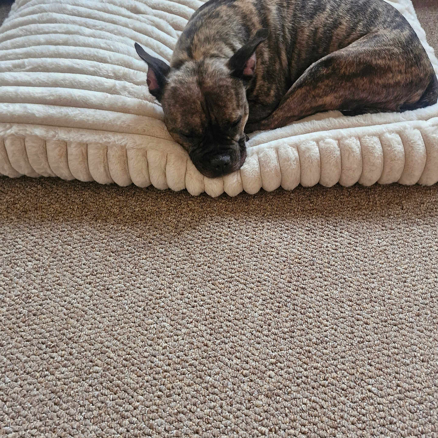 Lola is registered to the contest to win money with this photo: animal, bed, brindle, carpet, comfort, cozy, curled_up, dog, fur, home, indoor, mammal, napping, peaceful, pet, quiet, relaxing, resting, sleeping, soft