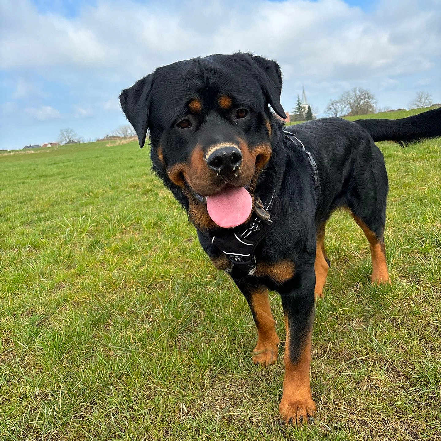Oslo a rejoint le concours — aidez-le/la à gagner de superbes lots ! animal, black_coat, brown_coat, canine, clouds, dog, field, friendly, grass, happy, leash, mammal, nature, outdoor, pet, playful, rottweiler, sky, tongue_out, walking