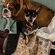 Newman And Jerry joined the competition — help win amazing prizes! animal, black_dog, blanket, brown_dog, collar, companion, couch, cozy, dog, dog_face, ears, floor_tiles, fur, home, indoor, pet_blanket, quilted_cover, relaxing, tongue_out, two_dogs