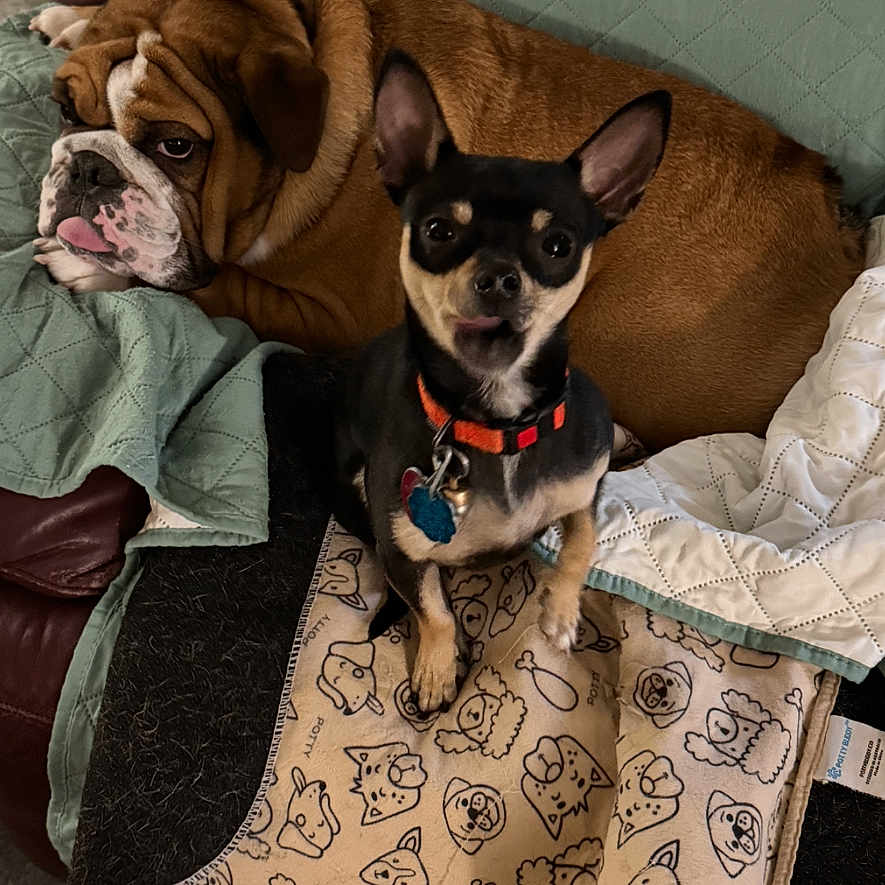 Newman And Jerry joined the competition — help win amazing prizes! animal, black_dog, blanket, brown_dog, collar, companion, couch, cozy, dog, dog_face, ears, floor_tiles, fur, home, indoor, pet_blanket, quilted_cover, relaxing, tongue_out, two_dogs