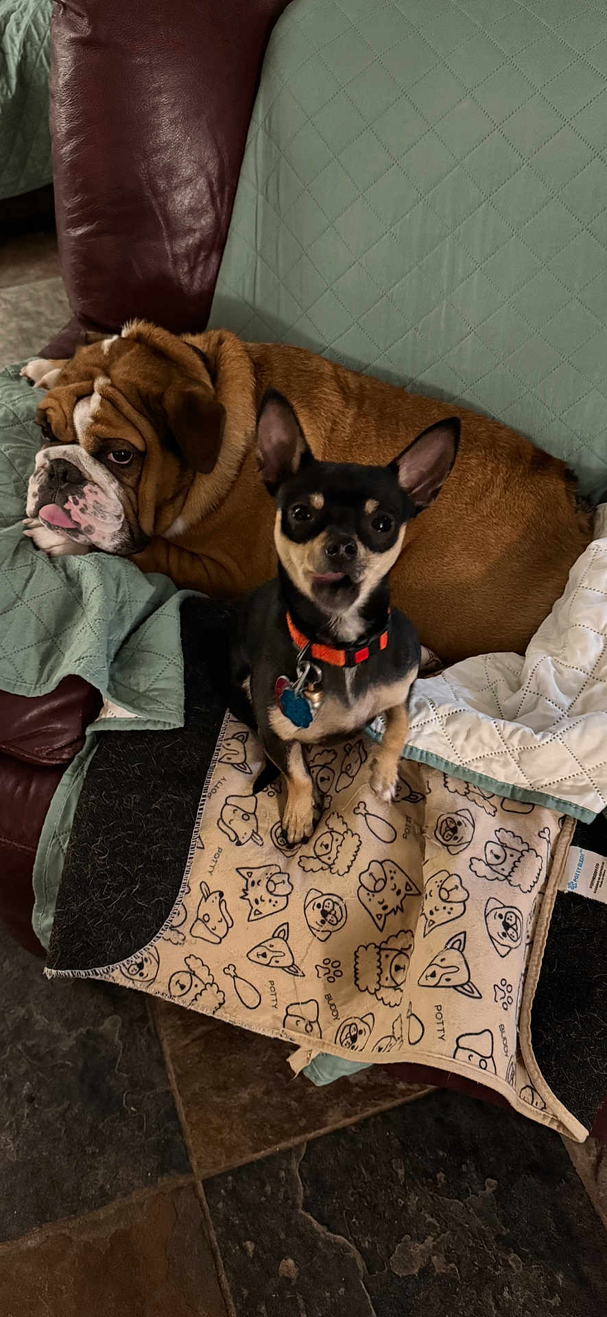 Newman And Jerry joined the competition — help win amazing prizes! animal, black_dog, blanket, brown_dog, collar, companion, couch, cozy, dog, dog_face, ears, floor_tiles, fur, home, indoor, pet_blanket, quilted_cover, relaxing, tongue_out, two_dogs