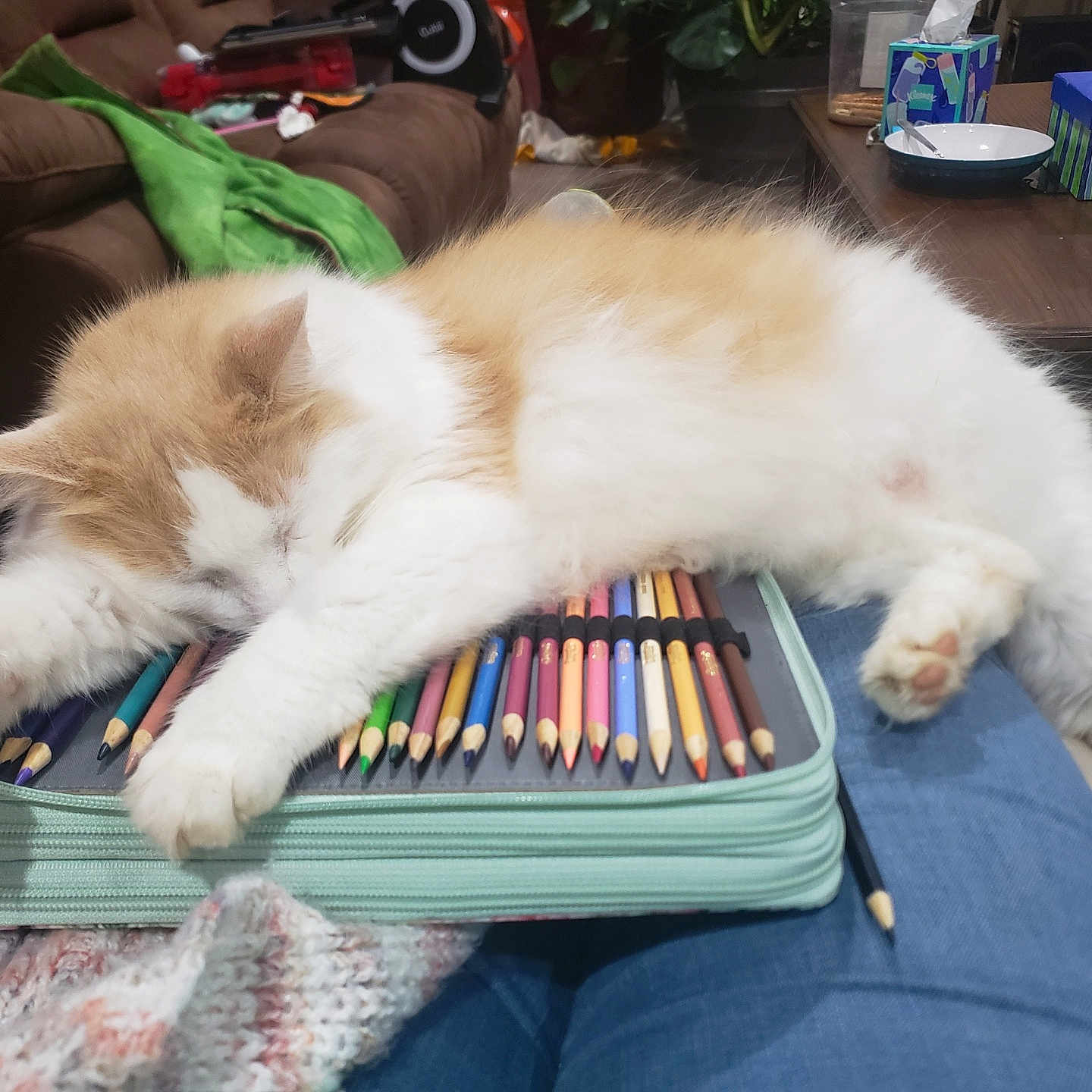 Caramel is registered to the contest to win money with this photo: animal, architecture, baby, box, building, cat, couch, furniture, gun, indoors, kitten, livingroom, pen, pencil, person, pet, room, table, weapon, wood