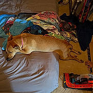 Luna is registered to the contest to win money with this photo: bed, blanket, blankets, carpet, clothing, collar, dog, floor, furniture, household, indoor, pet, rack, relaxation, resting, room, shoe, sleep, sleeping, toy