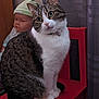 animal, baby_doll, background, cat, companion, curious, cute, doll, domestic_cat, feline, furniture, green_hat, household, indoor, pet, portrait, red_chair, sitting, tabby, white_fur