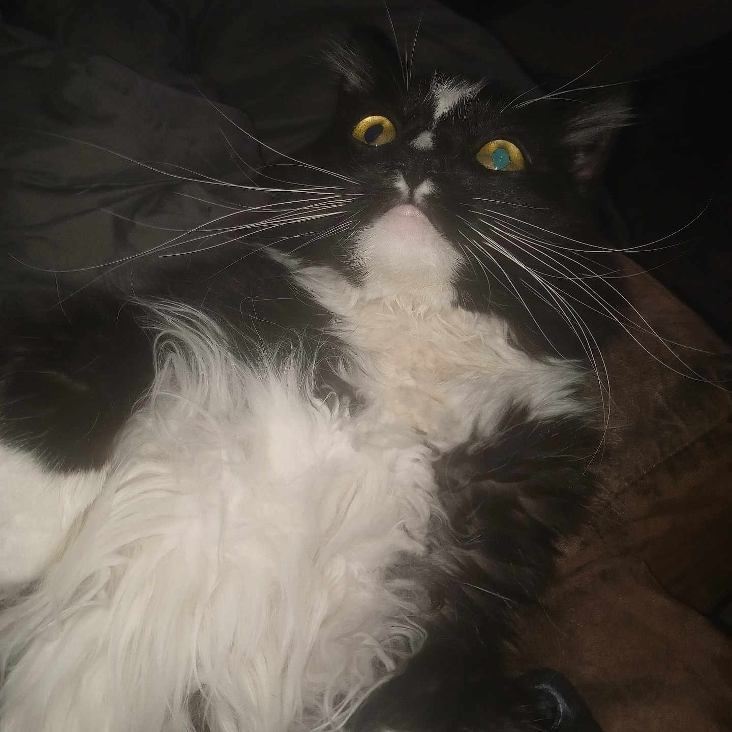 Gargamel is registered to the contest to win money with this photo: animal, black_and_white, cat, close_up, cozy, curious, dark_background, domestic, feline, fluffy, fur, indoor, lying_down, mammal, pet, portrait, soft, surprised, whiskers, yellow_eyes