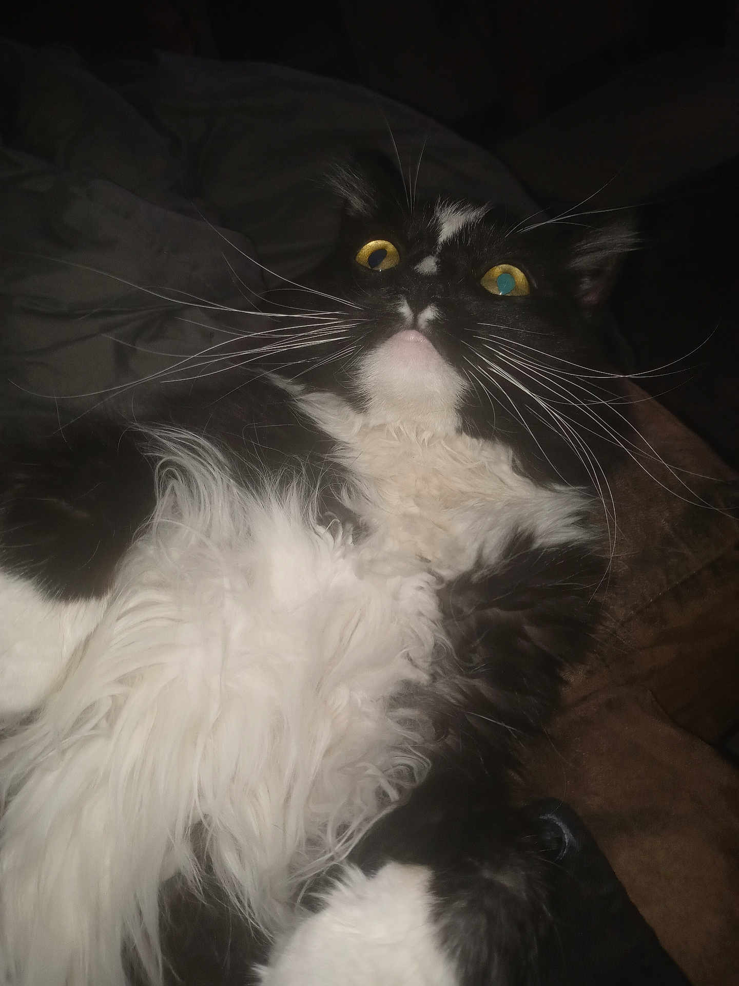 Gargamel is registered to the contest to win money with this photo: cat, black_and_white, fluffy, whiskers, yellow_eyes, fur, pet, animal, indoor, close_up, surprised, curious, lying_down, soft, cozy, dark_background, mammal, portrait, feline, domestic