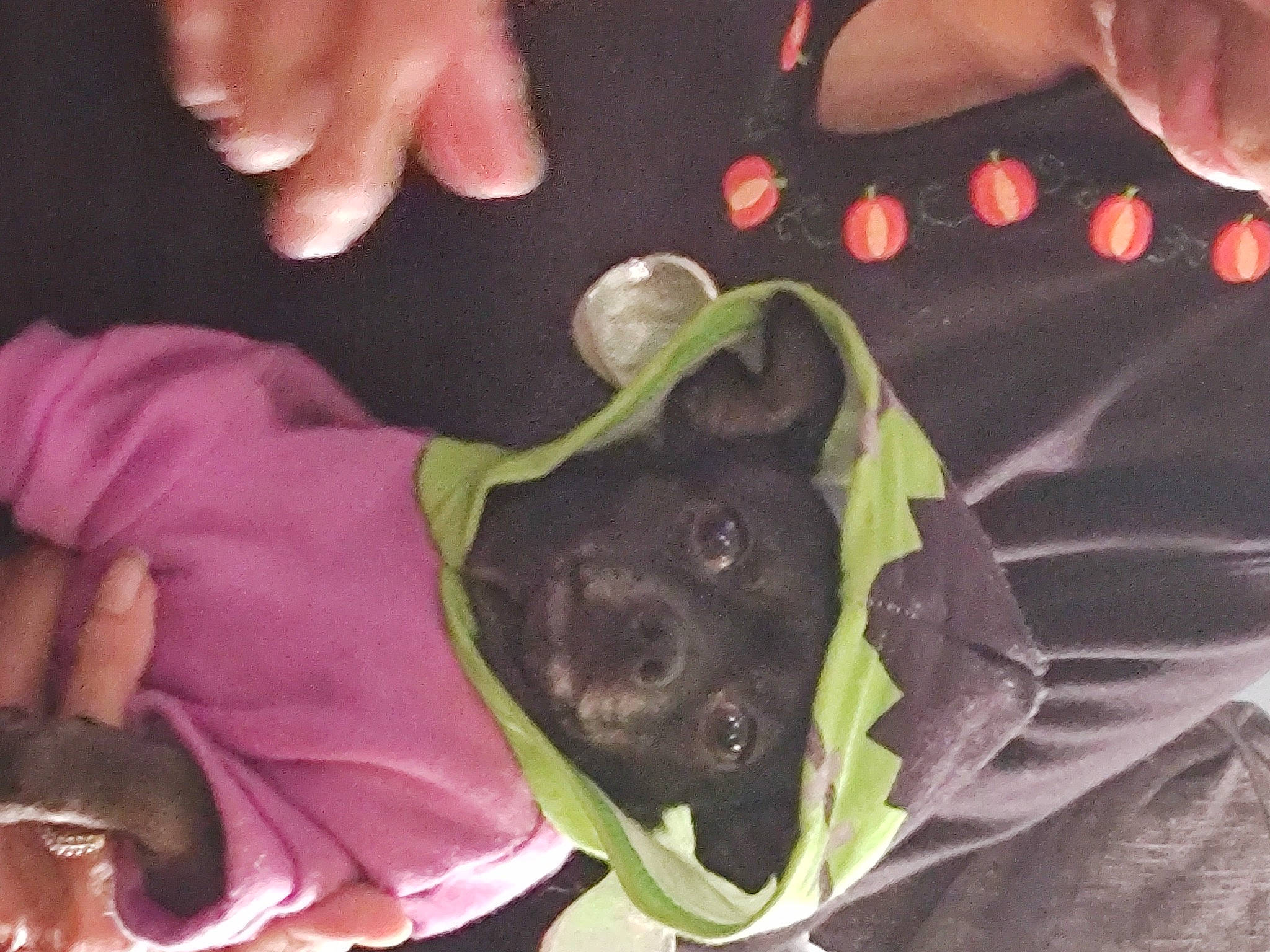 Stewie joined the competition — help win amazing prizes! canidae, carnivore, companion_dog, dog, dog_breed, dog_clothes, ear, fawn, finger, gesture, magenta, nail, personal_protective_equipment, pink, purple, snout, sporting_group, thumb, toy_dog, working_animal