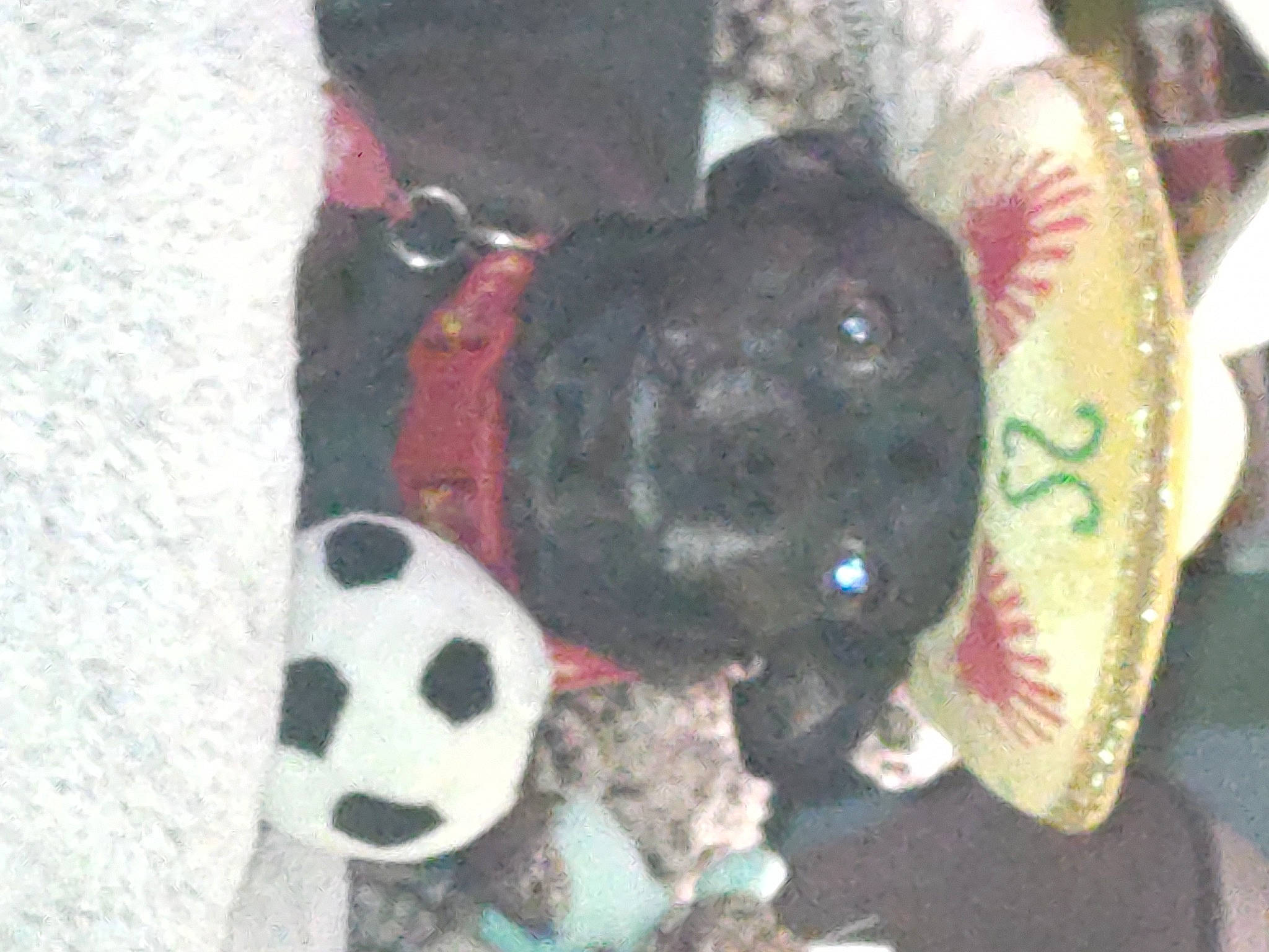 Stewie is registered to the contest to win money with this photo: ball, canidae, carmine, carnivore, collar, companion_dog, dog, dog_breed, dog_supply, fawn, fur, non_sporting_group, pattern, pet_supply, snout, sporting_group, stuffed_toy, working_animal