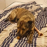 Marty joined the competition — help win amazing prizes! animal, bed, bedroom, blanket, bone, brown_dog, candid, canine, chewing, cozy, dog, domestic, fur, indoor, messy, pet, relaxed, resting, sleepy, striped_bedspread