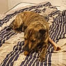 animal, bed, bedroom, blanket, bone, brown_dog, candid, canine, chewing, cozy, dog, domestic, fur, indoor, messy, pet, relaxed, resting, sleepy, striped_bedspread