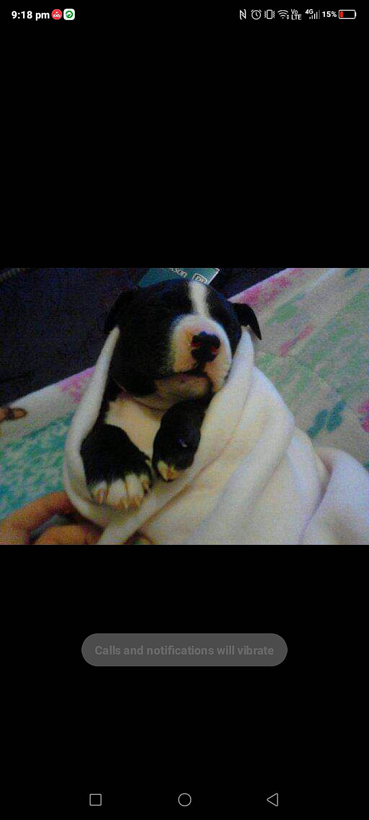 Angel is registered to the contest to win money with this photo: canidae, carnivore, comfort, companion_dog, couch, dog, dog_breed, font, fur, gadget, linens, magenta, photo_caption, rectangle, room, sporting_group, square, technology, toy_dog, working_animal