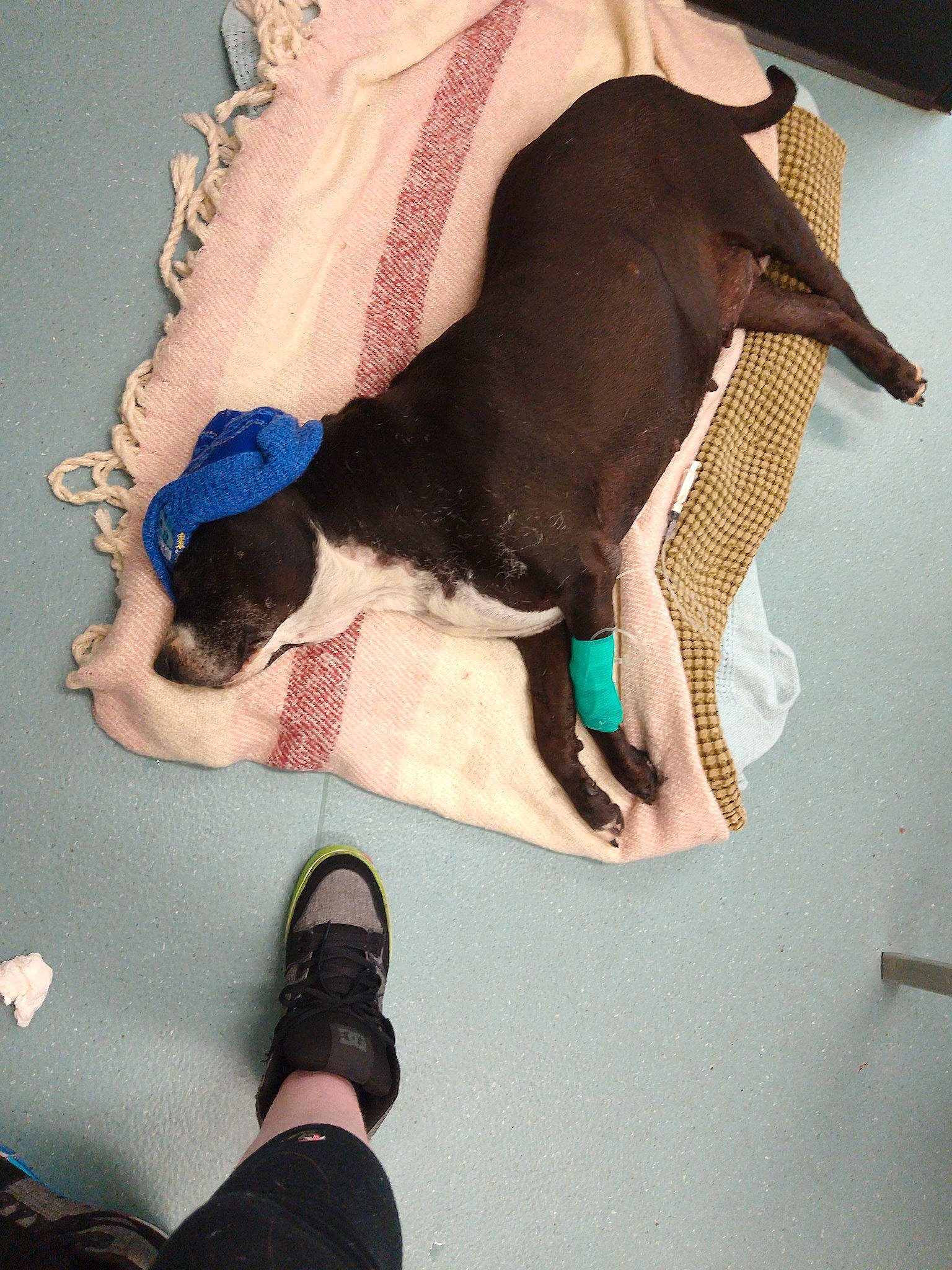 Angel is registered to the contest to win money with this photo: canidae, carnivore, comfort, companion_dog, dog, dog_breed, dog_clothes, dog_supply, fawn, flooring, foot, human_leg, knee, linens, sporting_group, sportswear, tail, thigh, toy_dog, working_animal