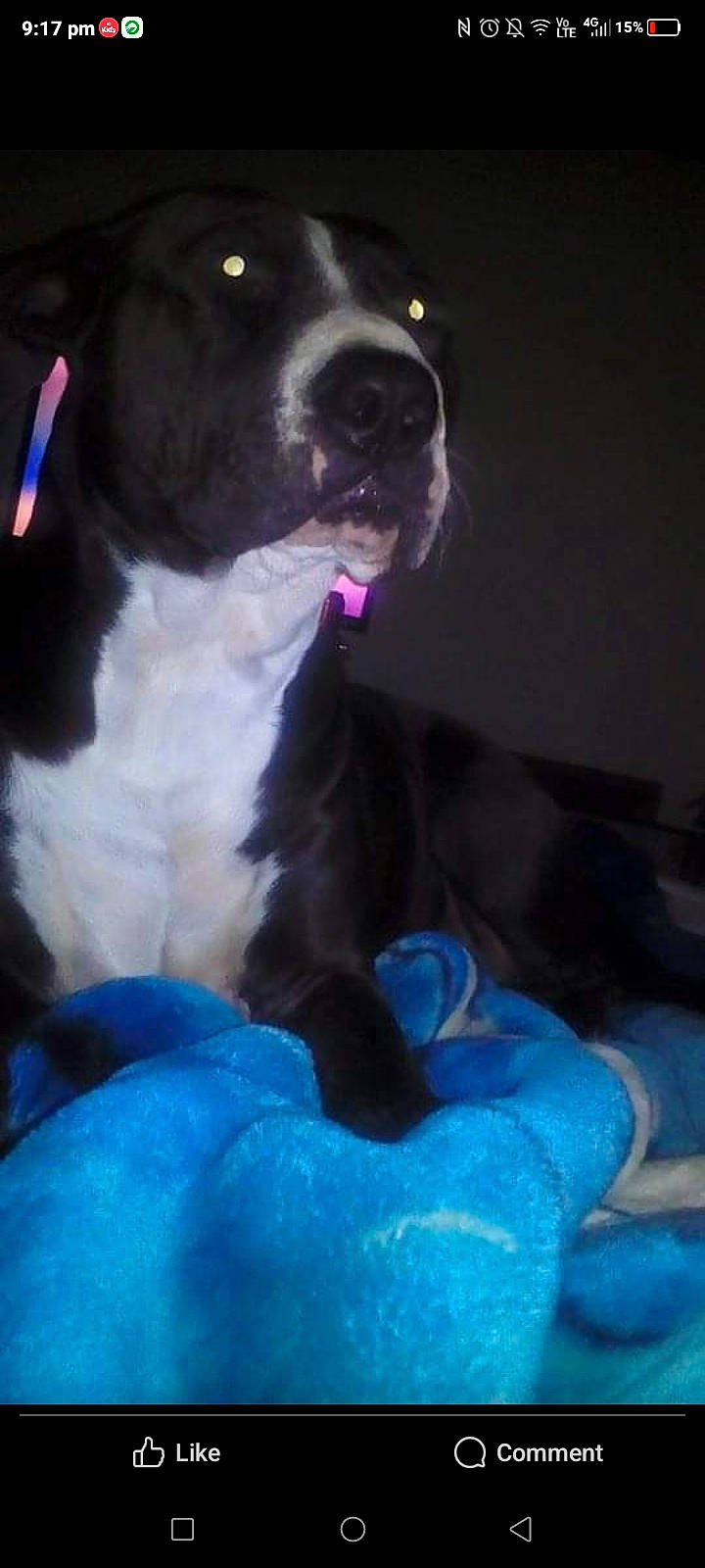 Angel is registered to the contest to win money with this photo: borador, carnivore, comfort, companion_dog, dog, dog_breed, dog_collar, electric_blue, fur, sporting_group, whiskers, working_animal