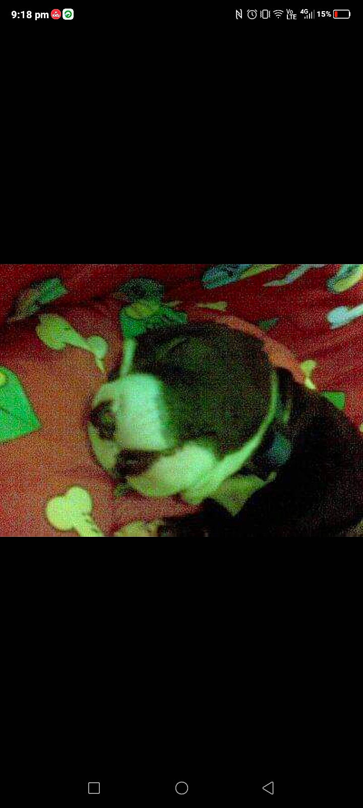 Angel is registered to the contest to win money with this photo: canidae, carmine, carnivore, circle, companion_dog, darkness, display_device, dog, dog_breed, font, fur, magenta, night, pattern, rectangle, sporting_group, square, tail, tints_and_shades, visual_arts