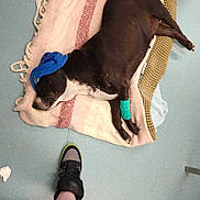 Angel is registered to the contest to win money with this photo: bandage, black_dog, blanket, calm, cozy, dog, floor, human_leg, indoor, leg, medical, paw, pet, resting, shoe, sleeping, sneaker, sock, tiled_floor, white_fur