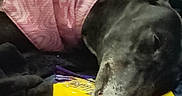 Molly is registered to the contest to win money with this photo: animal, black_dog, canine, casual, close_up, clothing, comfort, dog, fur, indoor, napping, package, pet, pink_shirt, purple, relaxed, resting, sleeping, snout, yellow