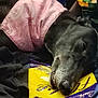 Molly is registered to the contest to win money with this photo: dog, black_dog, pet, resting, sleeping, pink_shirt, clothing, indoor, package, yellow, purple, relaxed, animal, canine, close_up, fur, snout, napping, comfort, casual