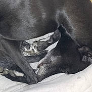 Molly is registered to the contest to win money with this photo: dog, black_dog, sleeping, resting, curled_up, pet, animal, paw, ear, cushion, indoor, close_up, fur, canine, quiet, relaxed, bed, comfort, mammal, domestic_animal