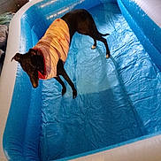 Molly joined the competition — help win amazing prizes! dog, black_dog, inflatable_pool, indoor, pet, curious, blue, plastic, shirt, canine, animal, empty_pool, standing, floor, household, domestic, furniture, light, shadow, room