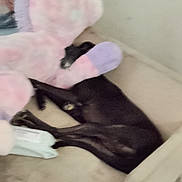 Molly is registered to the contest to win money with this photo: dog, black_dog, stuffed_animal, unicorn, plush_toy, sleeping, couch, sofa, pet, snuggling, cozy, indoor, blur, out_of_focus, paw, toy_eye, fabric, resting, home_interior, soft