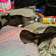 Molly is registered to the contest to win money with this photo: animal, bed, black_dog, blanket, bottle, clutter, colorful, cozy, dog, domestic, fabric, household_items, indoor, laying_down, pet, rainbow, resting, soft_light, sweater, tools