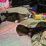 animal, bed, black_dog, blanket, bottle, clutter, colorful, cozy, dog, domestic, fabric, household_items, indoor, laying_down, pet, rainbow, resting, soft_light, sweater, tools