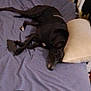 animal, bed, black_dog, blanket, canine, cozy, dog, domestic_animal, fabric, furniture, home, indoor, lying_down, pet, pillow, relaxing, resting, room, sleep, sleeping