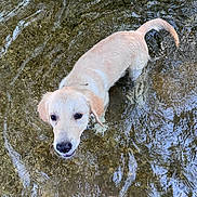 Plume participe au concours pour gagner de l'argent avec cette photo : puppy, dog, water, shallow_water, ripples, legs, feet, person, outdoor, nature, playing, curious, light_fur, canine, summer, wet, animal, pet, young_dog, riverbed
