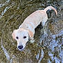 puppy, dog, water, shallow_water, ripples, legs, feet, person, outdoor, nature, playing, curious, light_fur, canine, summer, wet, animal, pet, young_dog, riverbed