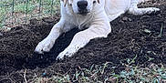 Plume a rejoint le concours — aidez-le/la à gagner de superbes lots ! puppy, dog, dirt, soil, grass, fence, outdoor, animal, pet, young_dog, playful, curious, nature, ground, snout, paw, white_dog, canine, laying_down, road