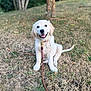 golden_retriever, puppy, dog, grass, leash, outdoor, smiling, happy, pet, canine, nature, tree, young_dog, animal, sitting, playful, domestic_animal, fur, tongue_out, cute