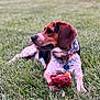 dog, grass, toy, outdoor, pet, beagle, collar, animal, playing, resting, fur, canine, nature, greenery, mammal, cute, domestic_animal, relaxed, side_view, yard