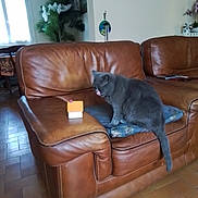 Rania a rejoint le concours — aidez-le/la à gagner de superbes lots ! cat, gray_cat, leather_couch, couch, living_room, indoor, furniture, plant, pillow, floor_tiles, window, home_decor, table, chair, wall, mirror, ornament, pet, animal, relaxing